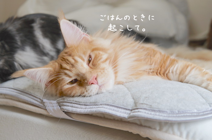 f:id:chikojirou:20181104094111j:plain