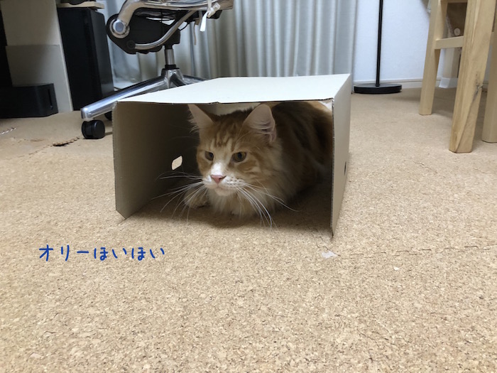 f:id:chikojirou:20181106212301j:plain f:id:chikojirou:20181106212301j:plain