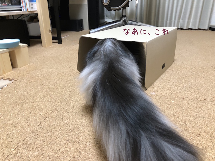 f:id:chikojirou:20181106212331j:plain f:id:chikojirou:20181106212331j:plain