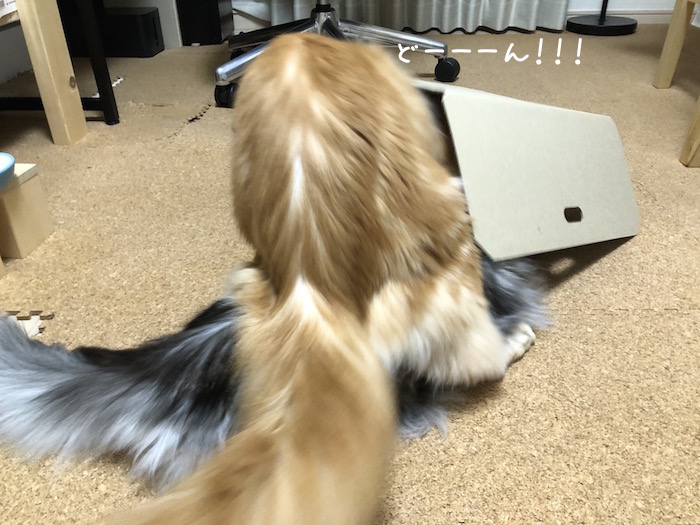 f:id:chikojirou:20181106212345j:plain f:id:chikojirou:20181106212345j:plain