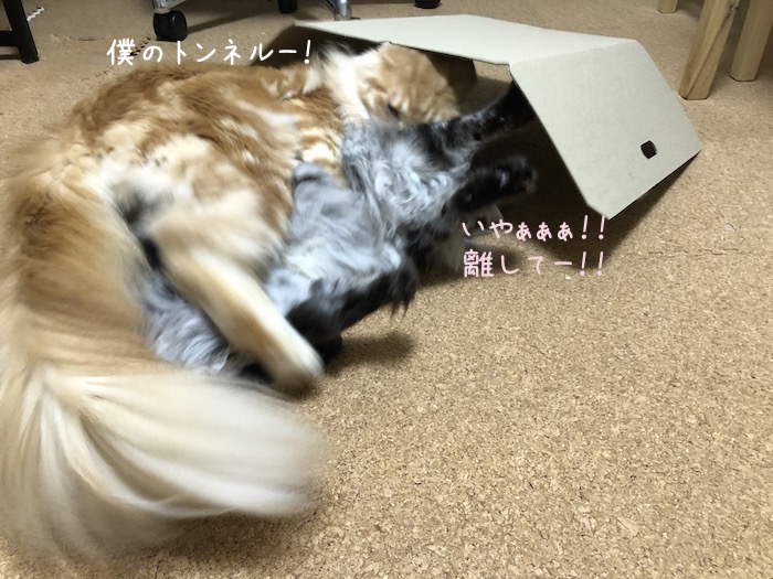 f:id:chikojirou:20181106212358j:plain f:id:chikojirou:20181106212358j:plain