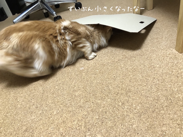 f:id:chikojirou:20181106212421j:plain f:id:chikojirou:20181106212421j:plain