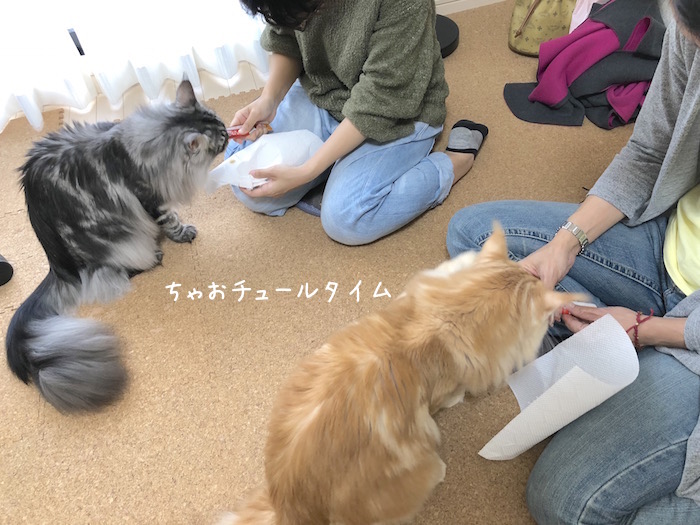 f:id:chikojirou:20181111200136j:plain
