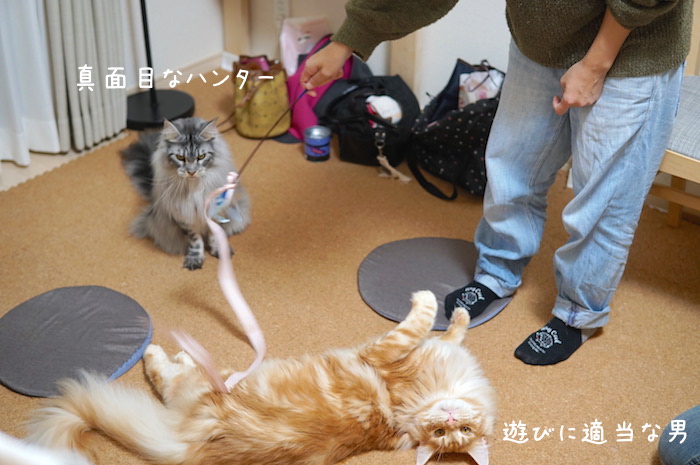 f:id:chikojirou:20181111200209j:plain