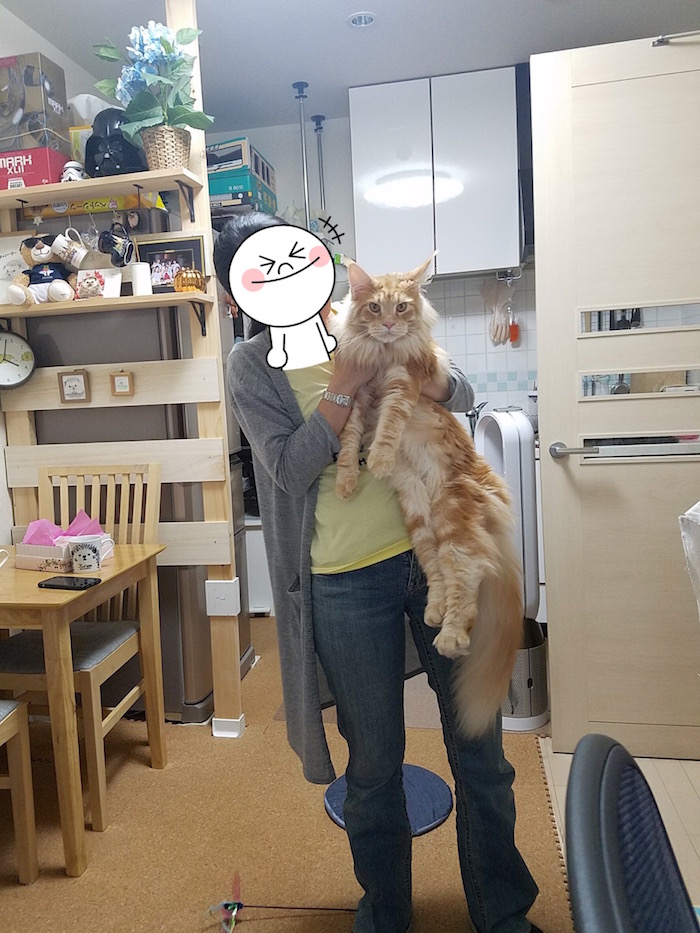 f:id:chikojirou:20181111200416j:plain