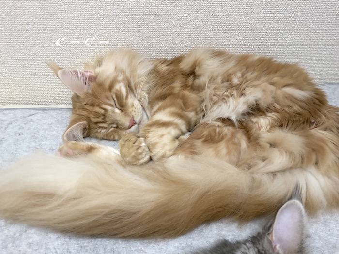 f:id:chikojirou:20181111203908j:plain