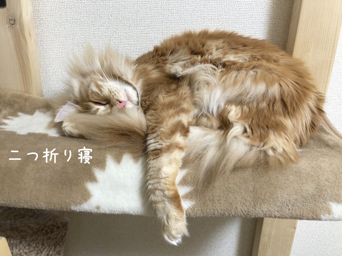 f:id:chikojirou:20181113215452j:plain