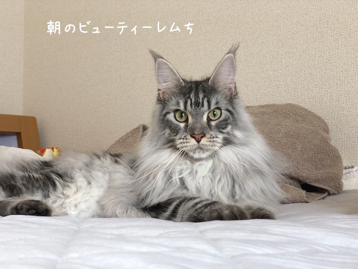 f:id:chikojirou:20181113215504j:plain