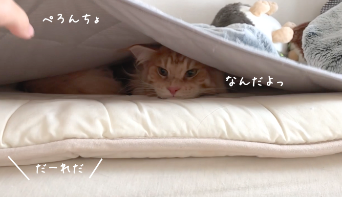 f:id:chikojirou:20181113215538p:plain