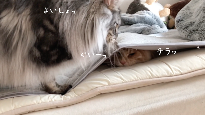 f:id:chikojirou:20181113215618p:plain