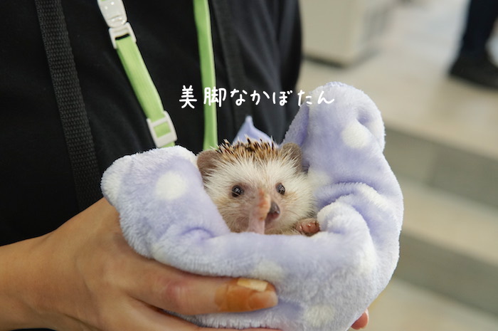 f:id:chikojirou:20181118202357j:plain f:id:chikojirou:20181118202357j:plain