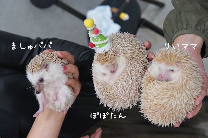 f:id:chikojirou:20181118202434j:plain f:id:chikojirou:20181118202434j:plain