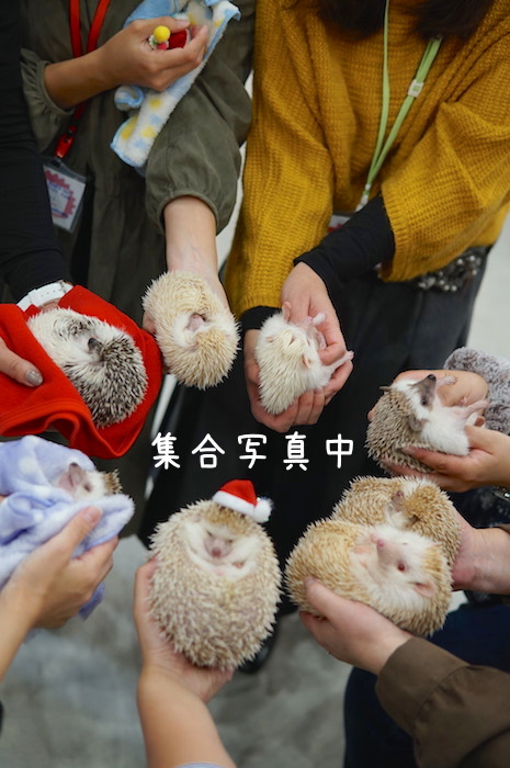 f:id:chikojirou:20181118202449j:plain f:id:chikojirou:20181118202449j:plain