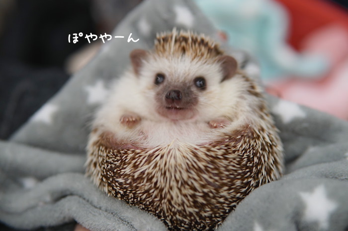 f:id:chikojirou:20181118202459j:plain f:id:chikojirou:20181118202459j:plain