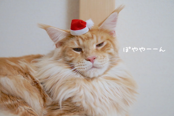 f:id:chikojirou:20181118202855j:plain f:id:chikojirou:20181118202855j:plain