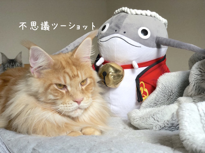 f:id:chikojirou:20181120212318j:plain
