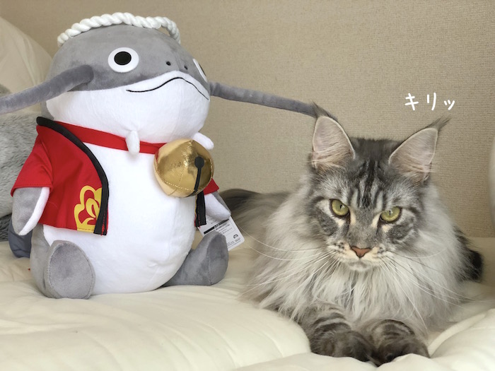 f:id:chikojirou:20181120212329j:plain