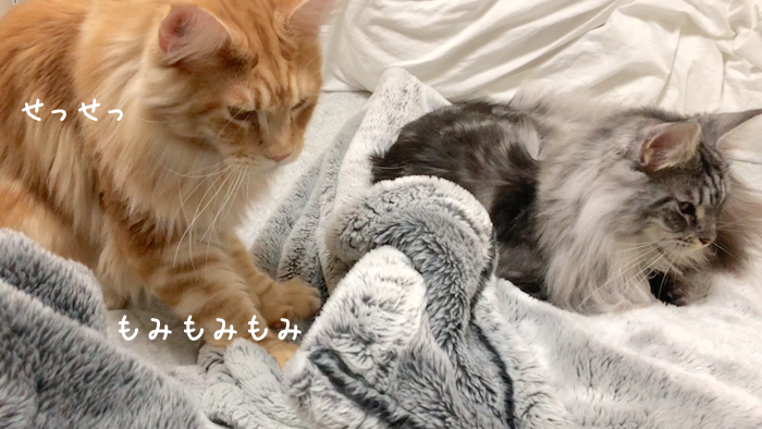 f:id:chikojirou:20181120212341p:plain