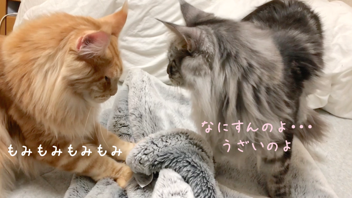 f:id:chikojirou:20181120212419p:plain