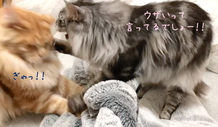 f:id:chikojirou:20181120212503p:plain