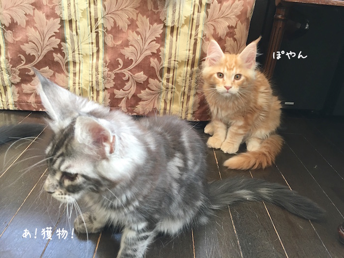 f:id:chikojirou:20181125202255j:plain
