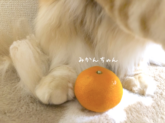 f:id:chikojirou:20181127212936j:plain