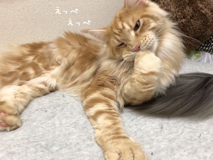 f:id:chikojirou:20181127212953j:plain
