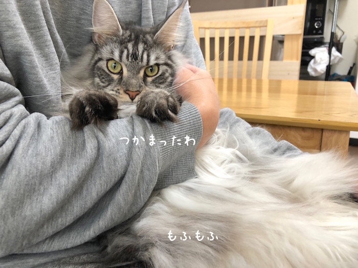 f:id:chikojirou:20181127213014j:plain