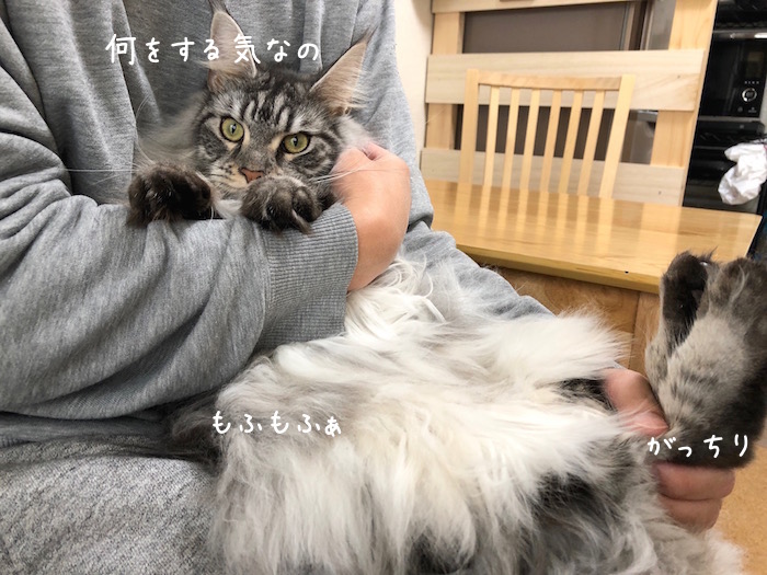 f:id:chikojirou:20181127213027j:plain