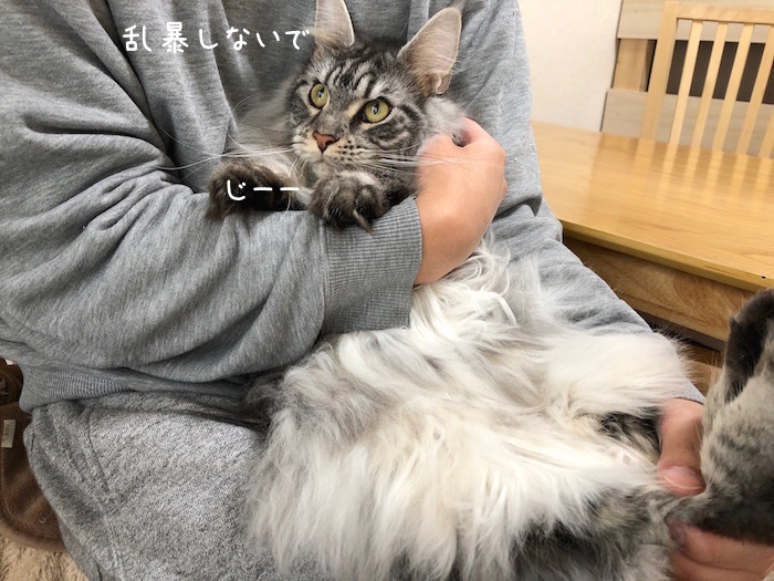 f:id:chikojirou:20181127213037j:plain
