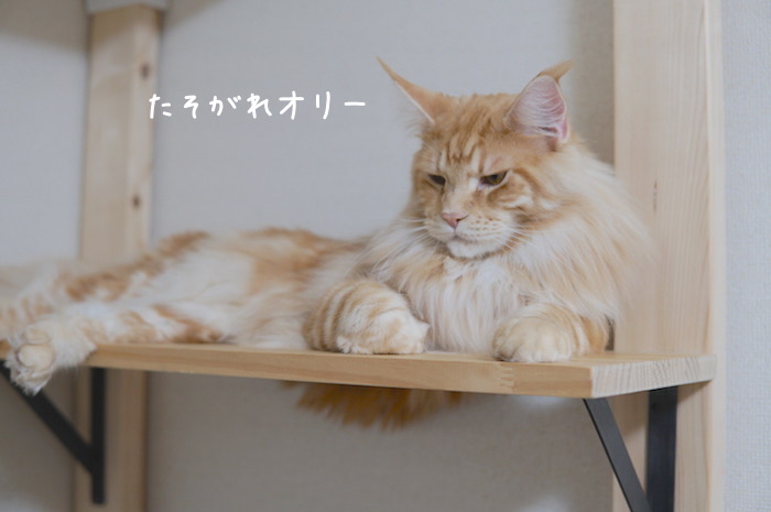 f:id:chikojirou:20181204211650j:plain
