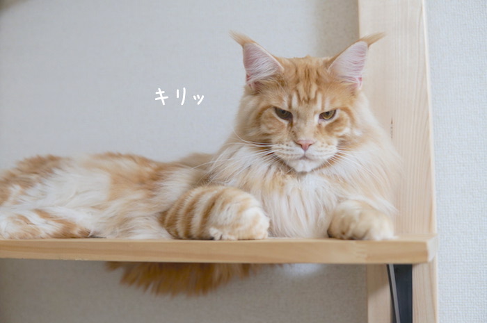f:id:chikojirou:20181204211705j:plain