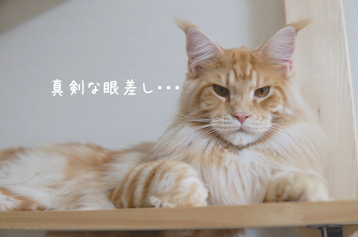 f:id:chikojirou:20181204211725j:plain