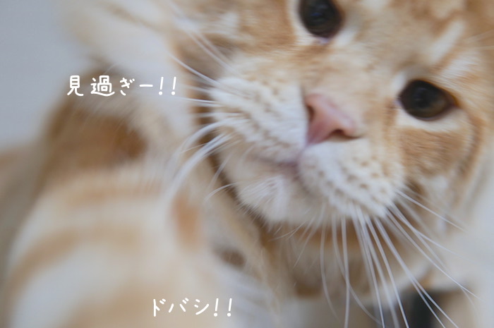 f:id:chikojirou:20181204211743j:plain