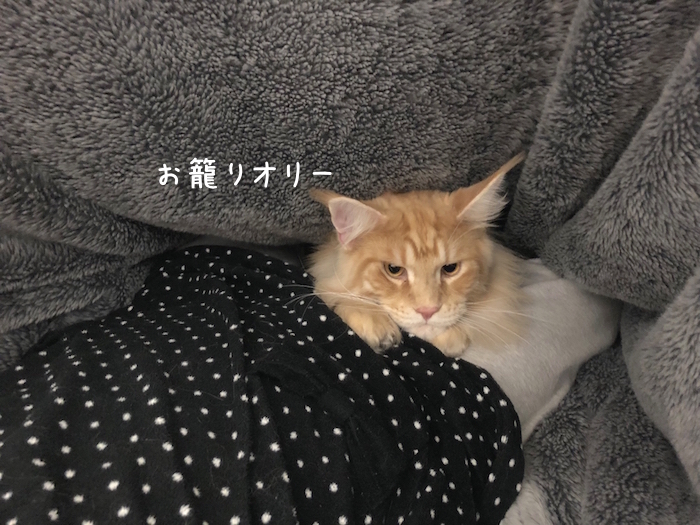 f:id:chikojirou:20181204211800j:plain