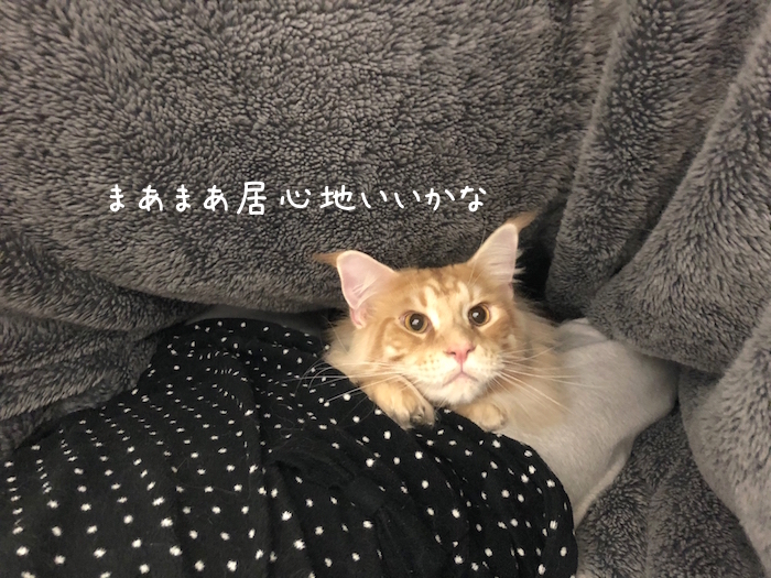f:id:chikojirou:20181204211816j:plain