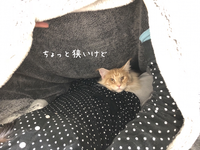 f:id:chikojirou:20181204211829j:plain