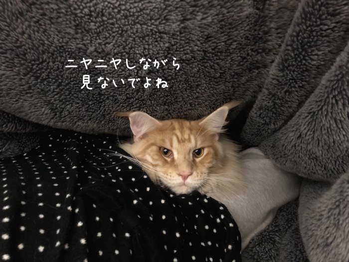 f:id:chikojirou:20181204211844j:plain