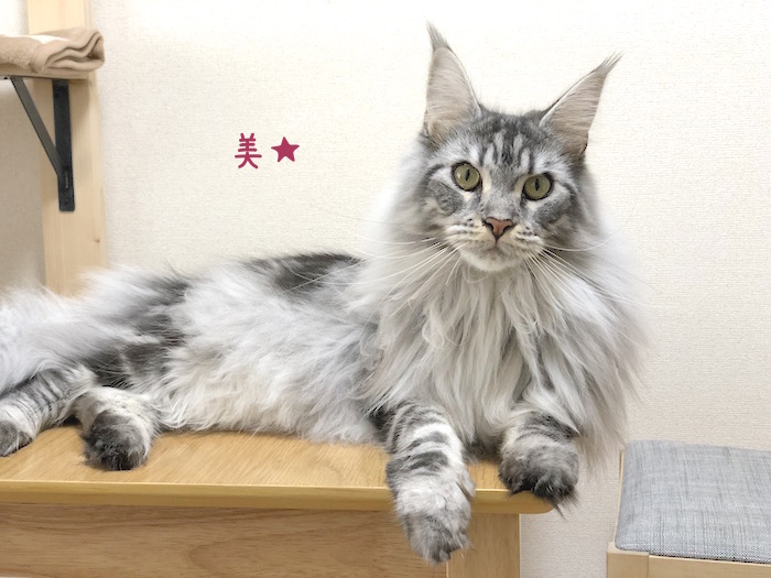 f:id:chikojirou:20181206210338j:plain