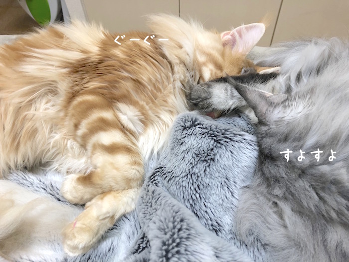 f:id:chikojirou:20181206210421j:plain