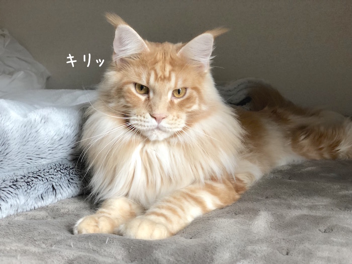 f:id:chikojirou:20181206210557j:plain