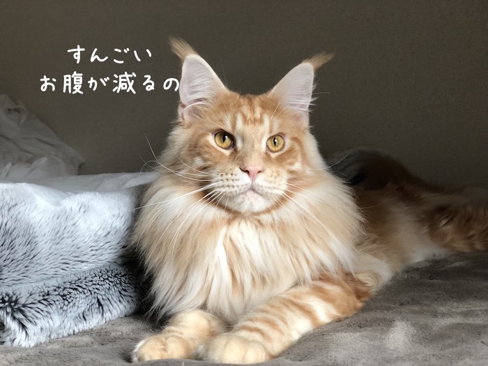 f:id:chikojirou:20181206210628j:plain