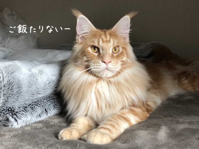 f:id:chikojirou:20181206210651j:plain