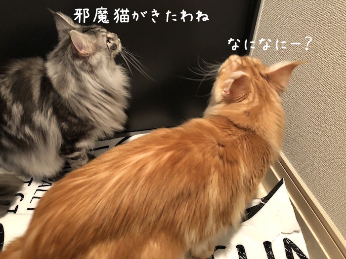 f:id:chikojirou:20181206210731j:plain