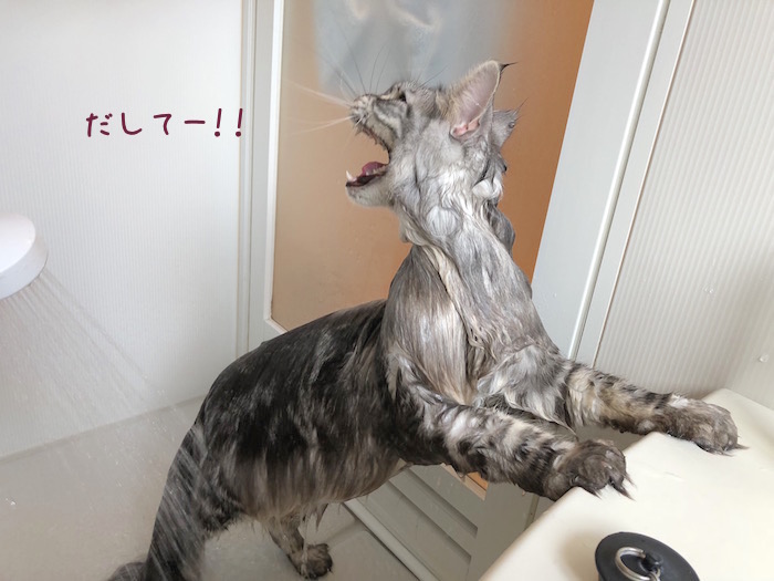 f:id:chikojirou:20181209141031j:plain