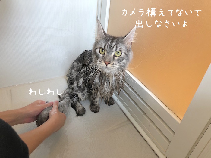 f:id:chikojirou:20181209141046j:plain