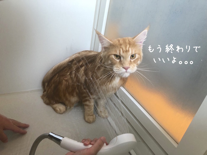 f:id:chikojirou:20181209141147j:plain