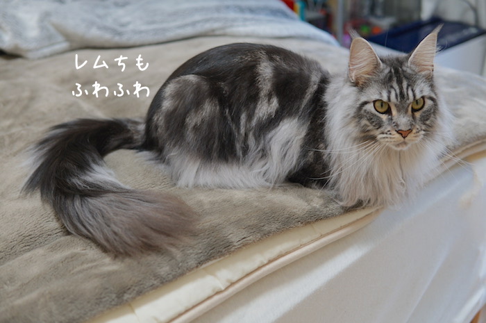 f:id:chikojirou:20181209141259j:plain