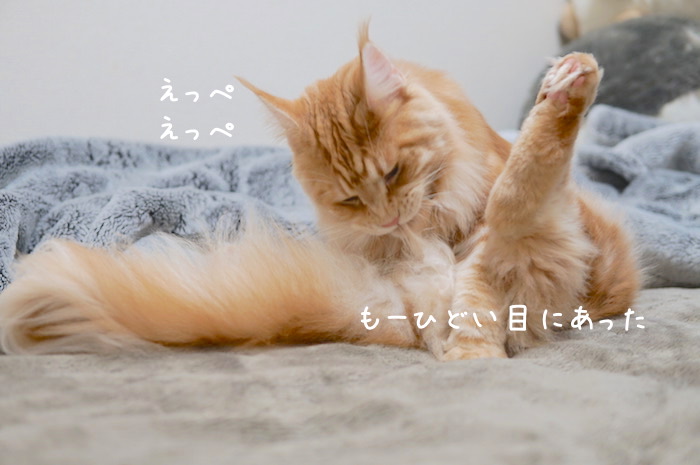 f:id:chikojirou:20181209141309j:plain