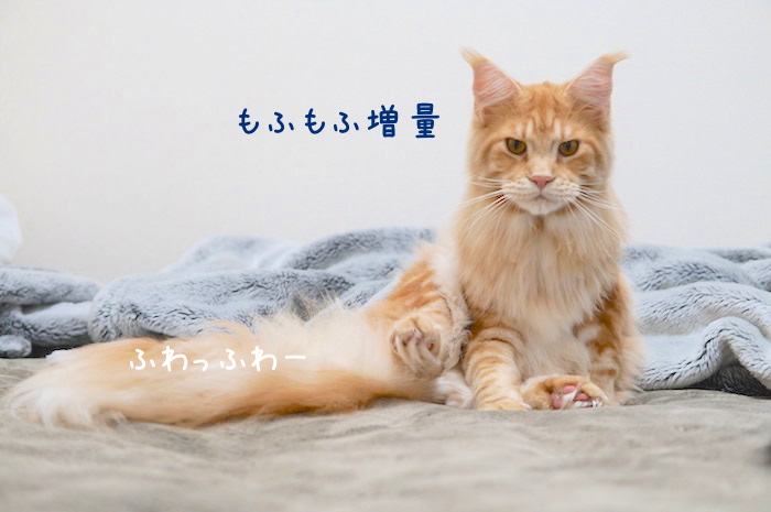 f:id:chikojirou:20181209141320j:plain